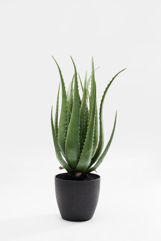 Deco Plant Aloe 69cm